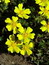 Potentilla erecta, Tormentillwurz, Blutwurz, Färbepflanze, Färberpflanze, Pflanzenfarben,  färben, Klostergarten Seligenstadt